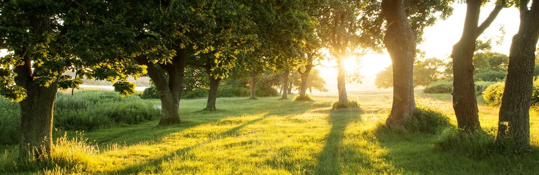 Sunlight streaming through trees onto a grassy field at sunset.